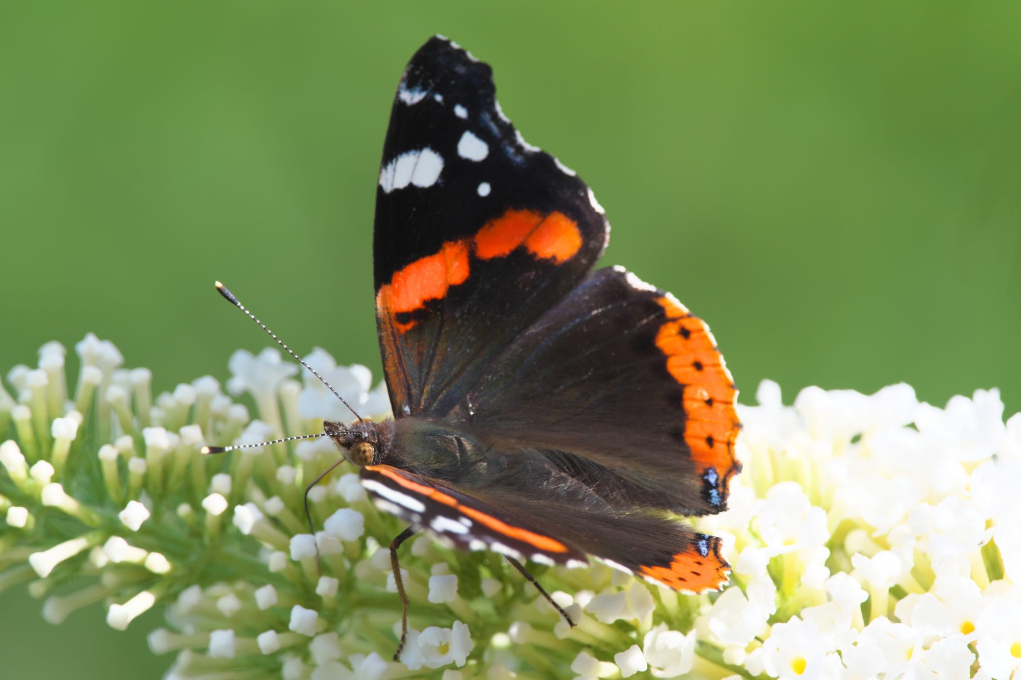 Werkgroep Vlinders